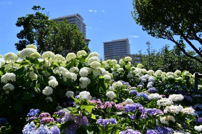 画像：アジサイ（下丸子公園）