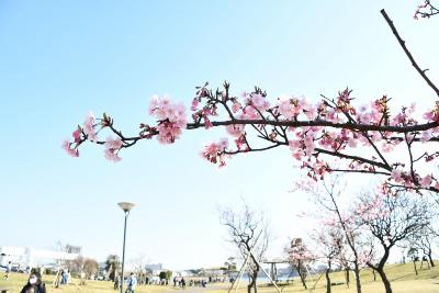 画像：桜（大森ふるさとの浜辺公園）