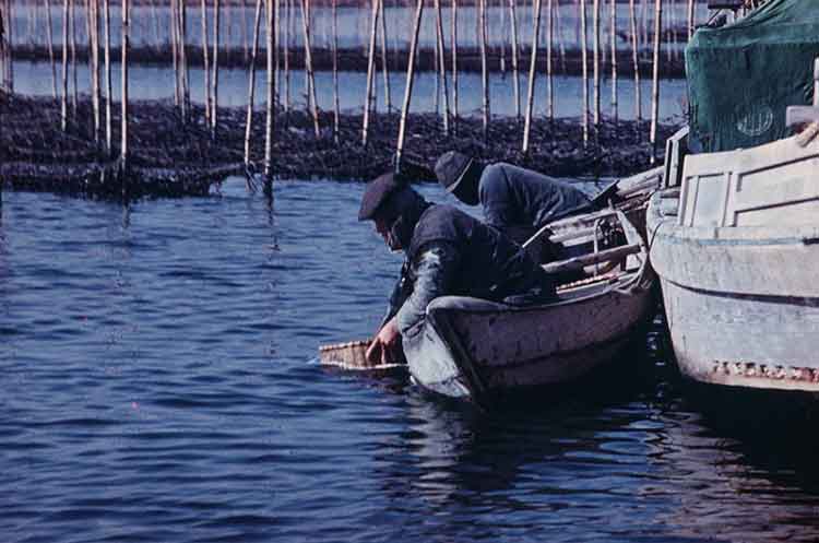 写真：海苔の収穫(昭和37年)