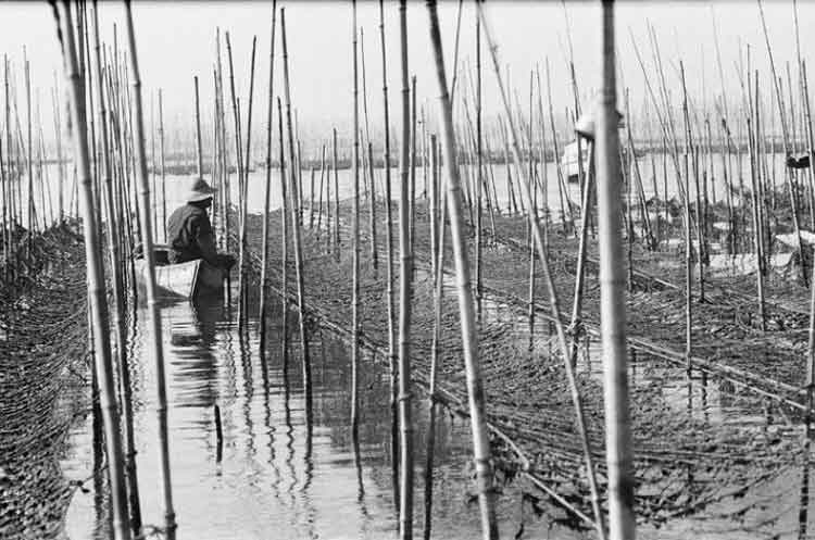 写真：海苔の収穫(昭和38年)(2)