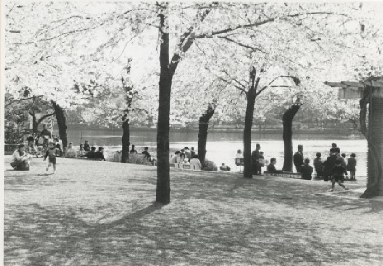 写真：洗足池公園の桜