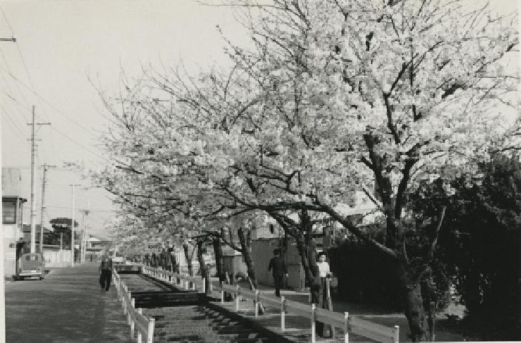 写真：内川の桜