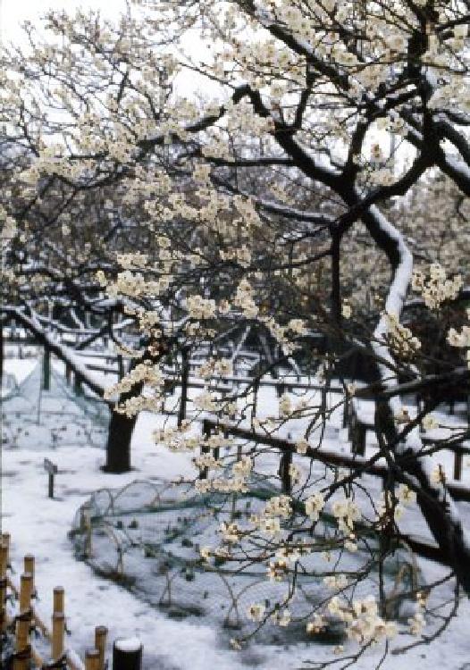 写真：池上梅園（昭和58年）