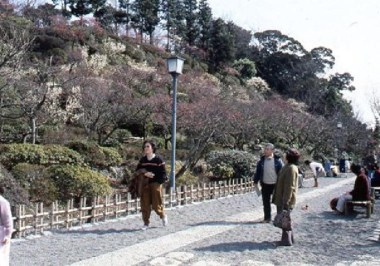 写真：池上梅園（昭和59年）