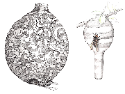 イラスト：スズメバチの巣