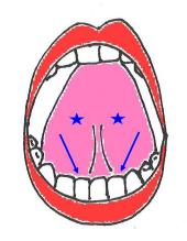 舌の裏側の絵
