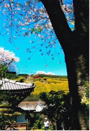 写真：植草　直子さん作「それにしても、晴れ」（養源寺）