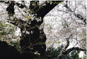 写真：影山　睦子さん作「桜の大木」（本門寺）