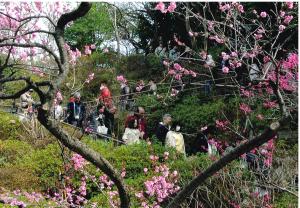 写真：小林　千代子さん作「梅から垣間見る」（池上梅園）