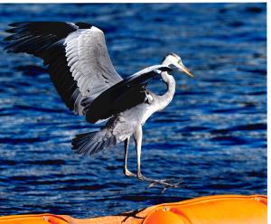 写真：佐藤　正明さん作「アオサギ軟着陸」（東京港野鳥公園）