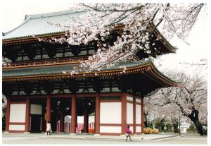 写真：瀬尾　健志さん作「桜の日和」（池上本門寺）