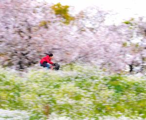 写真：新田　英生さん作「春色サイクリング」（下丸子　サイクリングロード）
