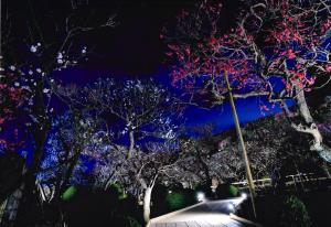 写真：星　雅之さん作「夜の梅も美しい」（池上梅園）