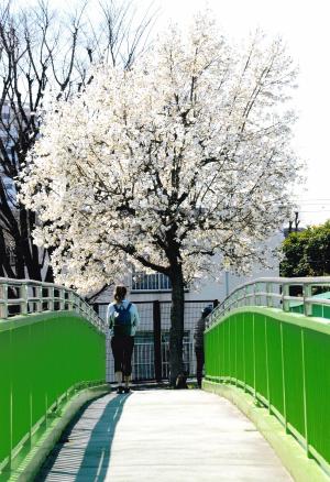 写真：宮崎　和之さん作「春、こぶしの花咲く」（清水橋）