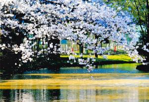 写真：吉原　正夫さん作「桜舞う」（平和の森公園（池））