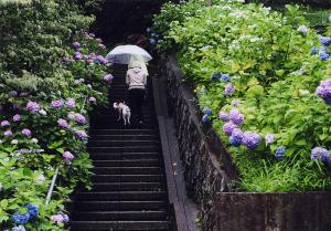 写真：矢藤　慶一さん作「雨の紫陽花散歩」