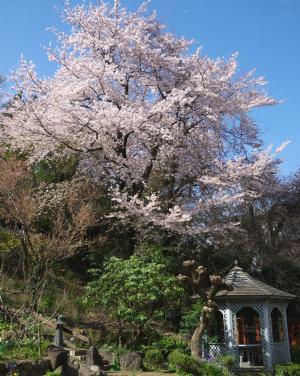 写真：山王花清水公園