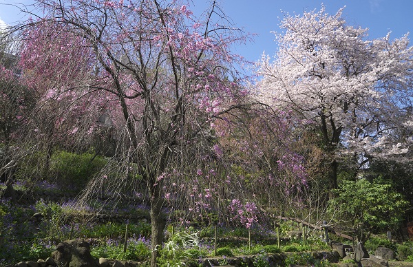 写真：山王花清水公園シダレザクラ