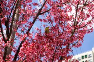 写真　山王三丁目児童公園付近　寒緋桜