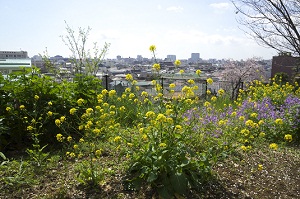 写真：佐伯山緑地菜の花