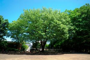 写真：本門寺公園　ケヤキ