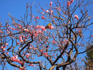 写真：池上梅園