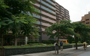 写真：大森本町街路樹ネム