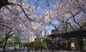 写真：入三西公園サクラ