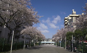 写真：ソメイヨシノ大森駅入新井自転車駐車場付近