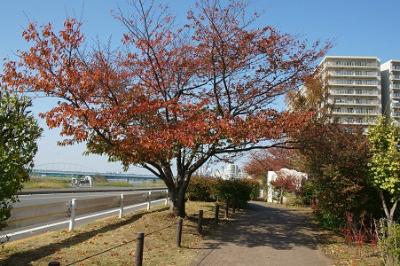 サクラ（タワーふれあい公園）写真