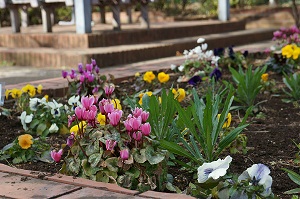 大倉山公園　花壇　写真