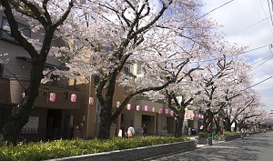 桜並木（写真）