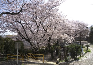 （たぬき山公園）写真