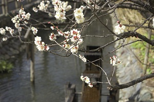 東光院　ウメ　写真