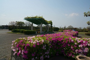 写真：森ケ崎公園ツツジ