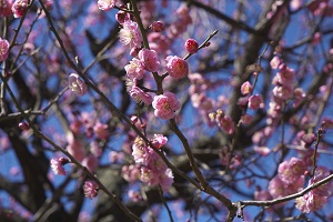 写真：ウメ桜梅公園