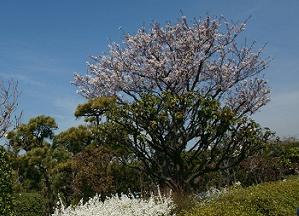 写真：森ケ崎公園サクラ