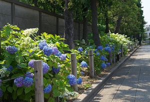 写真：大森ふるさとの浜辺公園アジサイ