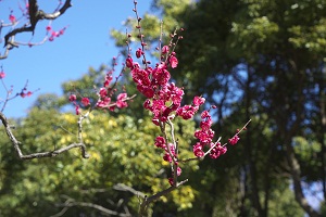 写真：ウメ平和の森公園　