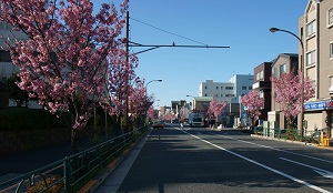 写真：陽光桜