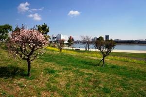 写真：サクラと菜の花