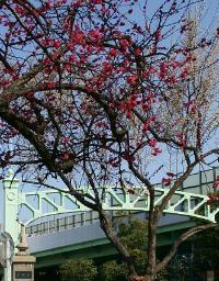 六郷橋　ウメ　　写真