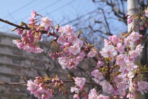 陽光桜（写真）