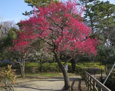 洗足池公園　紅梅　(写真）