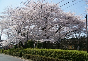 写真：桜並木