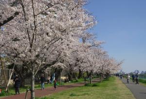 21世紀桜　写真