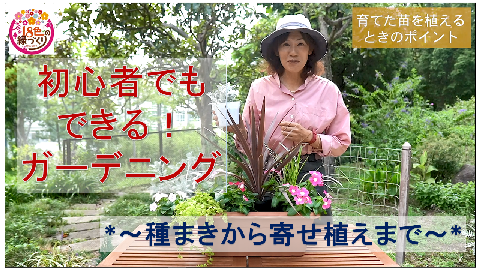 大田区ホームページ 地域の花の育て方 動画公開中