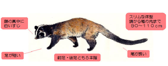 イラスト：ハクビジン