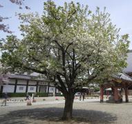 池上本門寺　笹部桜（写真）