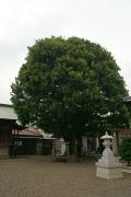 白山神社　タブノキ（写真）